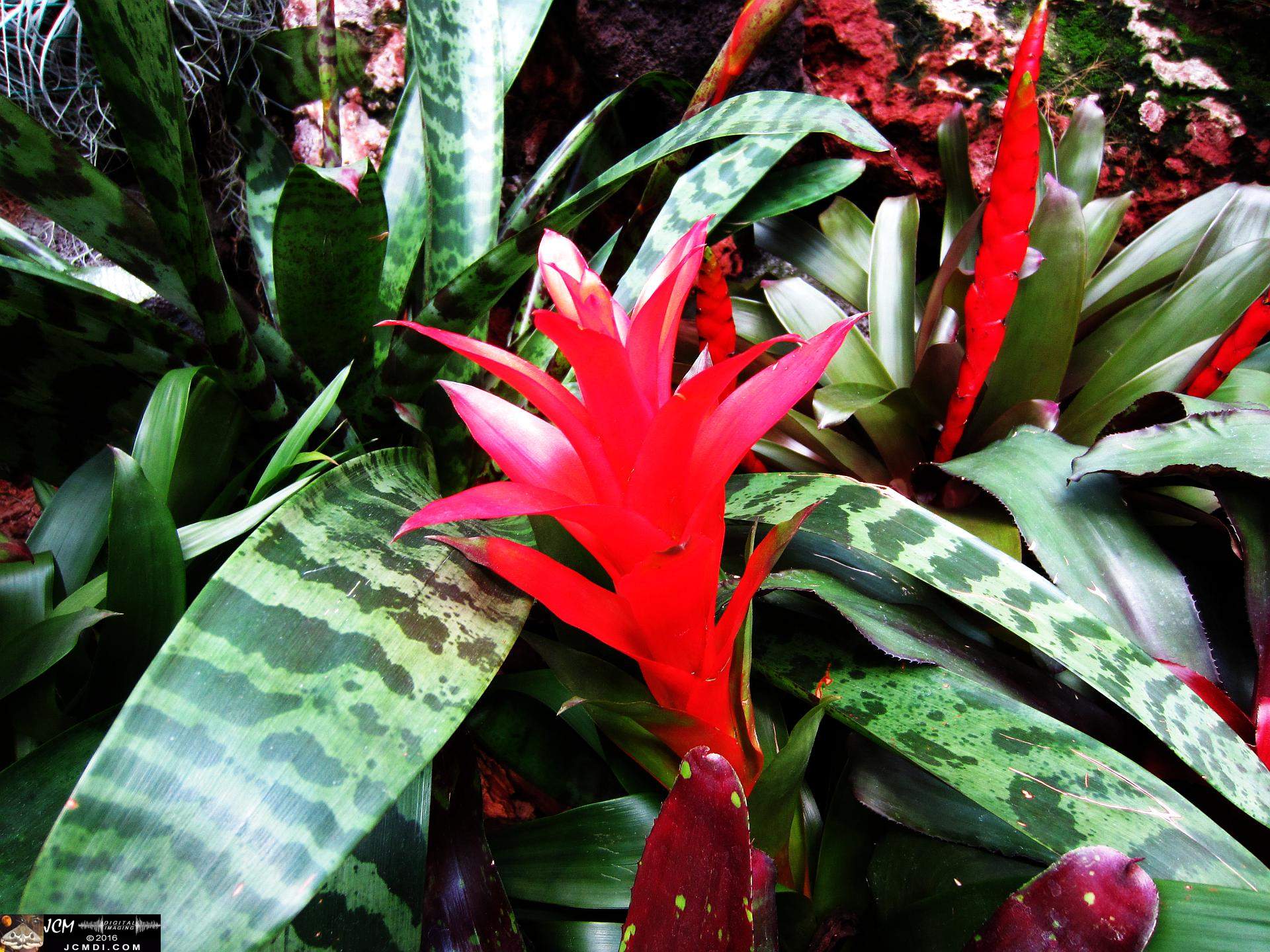 Como Zoo conservatory, MN flower close up